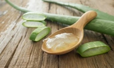 Benefícios da aloe vera para a saúde