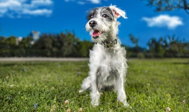 Descubra como deixar seu cachorro mais feliz!
