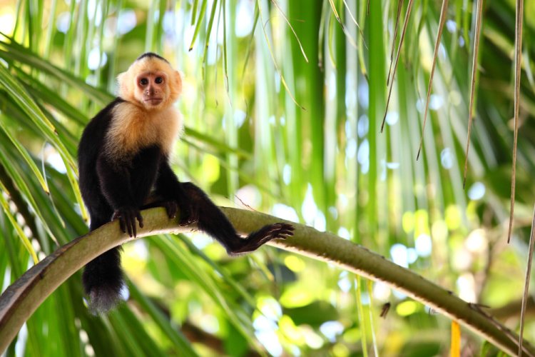 Varíola dos macacos: RS confirma  3º caso de  no Brasil