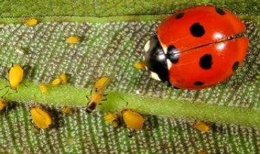 Controle biológico: O que é e quais são suas vantagens para o homem e para o meio ambiente?