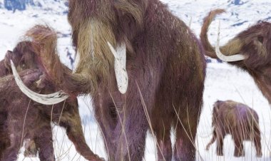 A Agência Central de Inteligência ( CIA) está financiando a pesquisa para ressuscitar animais extintos como os mamutes lanosos