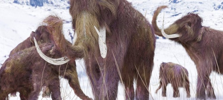 A Agência Central de Inteligência ( CIA) está financiando a pesquisa para ressuscitar animais extintos como os mamutes lanosos