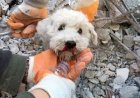 Cachorro é salvo em meio aos escombros na Turquia