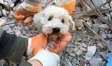 Cachorro é salvo em meio aos escombros na Turquia